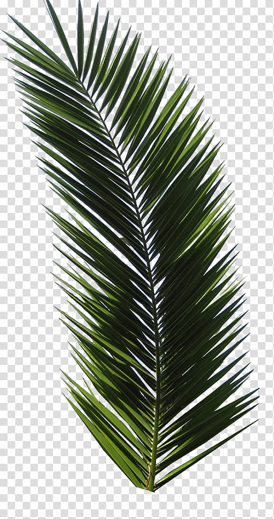 Palm Tree Drawing, Tropical Design, Tshirt, Logo, Printed Tshirt, Palm Trees, Printing, Yellow Fir transparent background PNG clipart