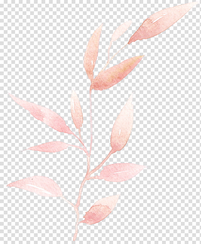 pink leaf plant flower pedicel, Branch, Plant Stem, Magnolia, Twig transparent background PNG clipart