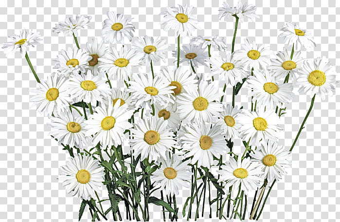 Daisy, Flower, Oxeye Daisy, Mayweed, Plant, Camomile, Chamomile, Marguerite Daisy transparent background PNG clipart