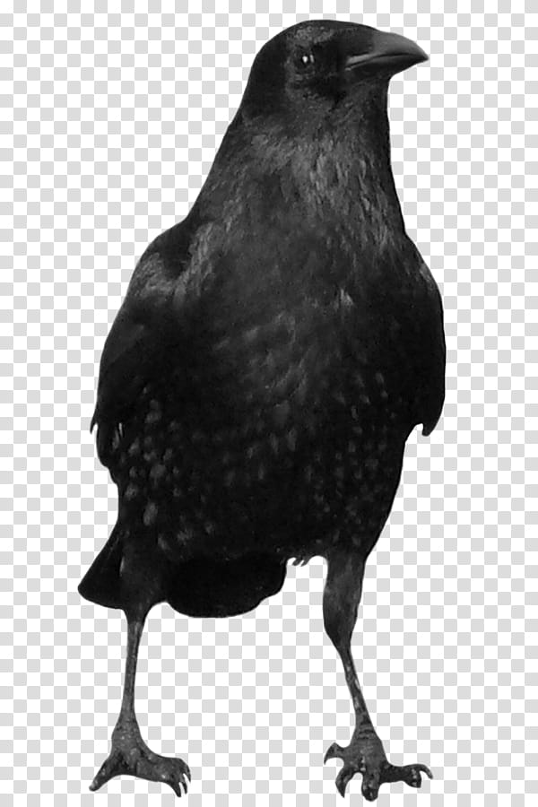 crow , black crow transparent background PNG clipart