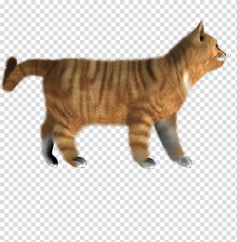 High Quality  Cats , brown cat transparent background PNG clipart