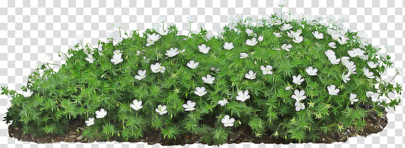 flower plant groundcover grass shrub transparent background PNG clipart