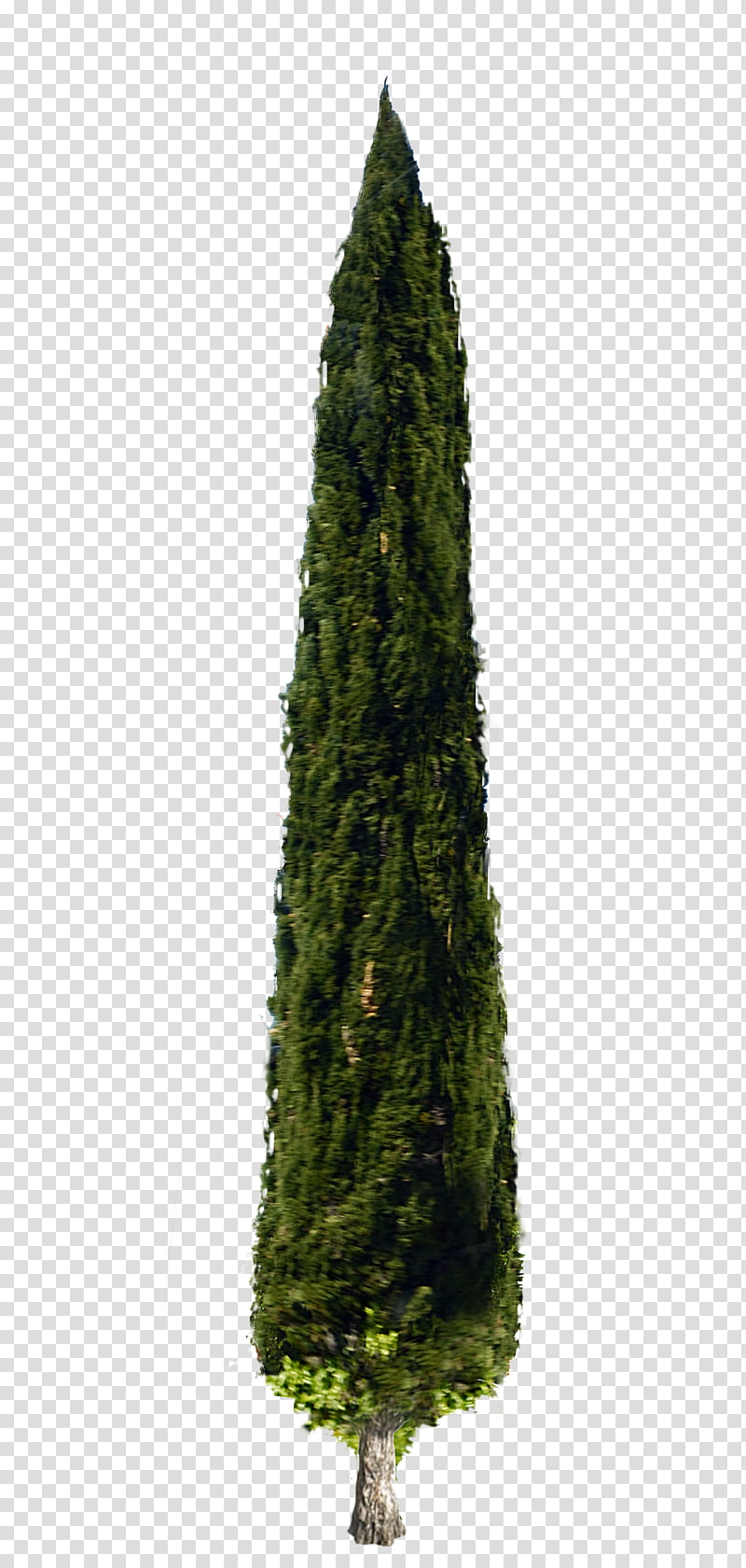 Italian Cypress Tree DSC, green leafed plant transparent background PNG clipart