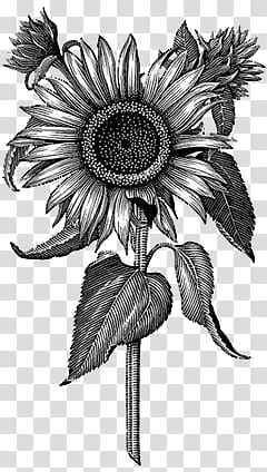 B and W, black and white sunflower illustration transparent background PNG clipart