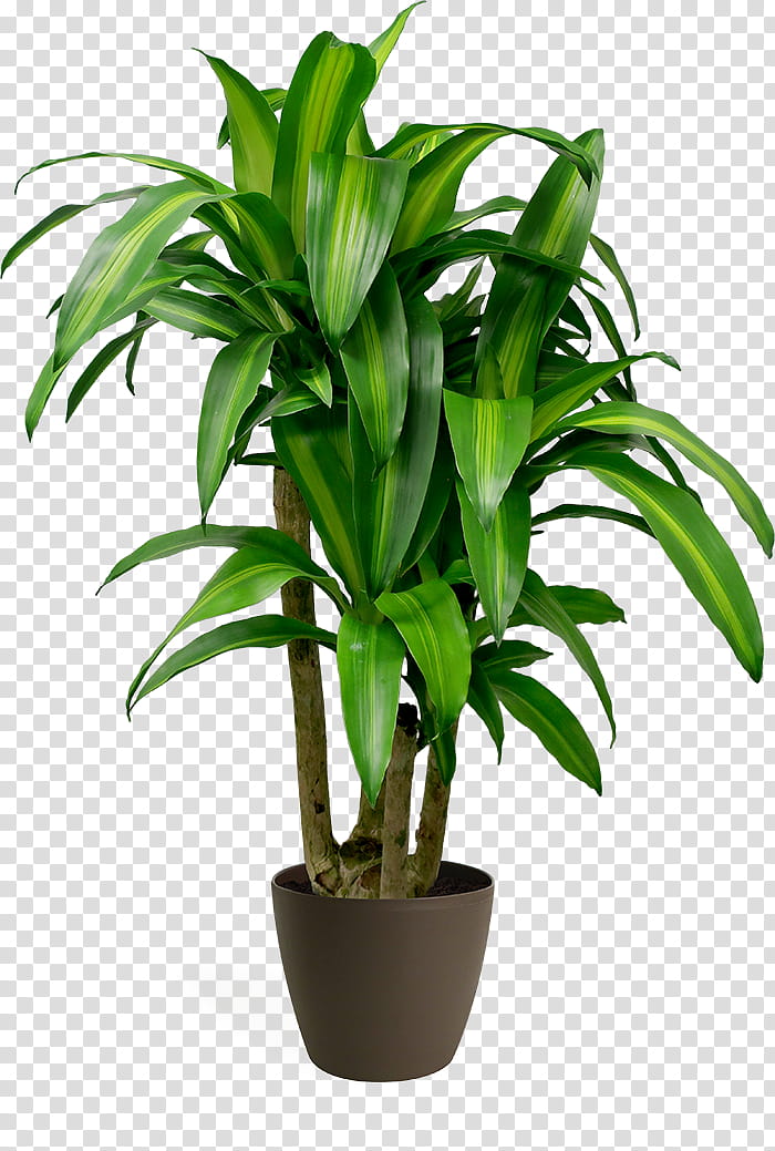 Date Tree Leaf, Houseplant, Palm Trees, Flowerpot, Plants, Ornamental Plant, Dracaena Fragrans, Rhapis Excelsa transparent background PNG clipart
