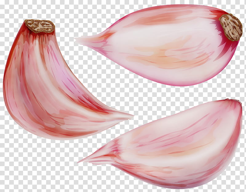 shallot pink red onion onion vegetable, Watercolor, Paint, Wet Ink, Plant, Allium, Pearl Onion, Food transparent background PNG clipart