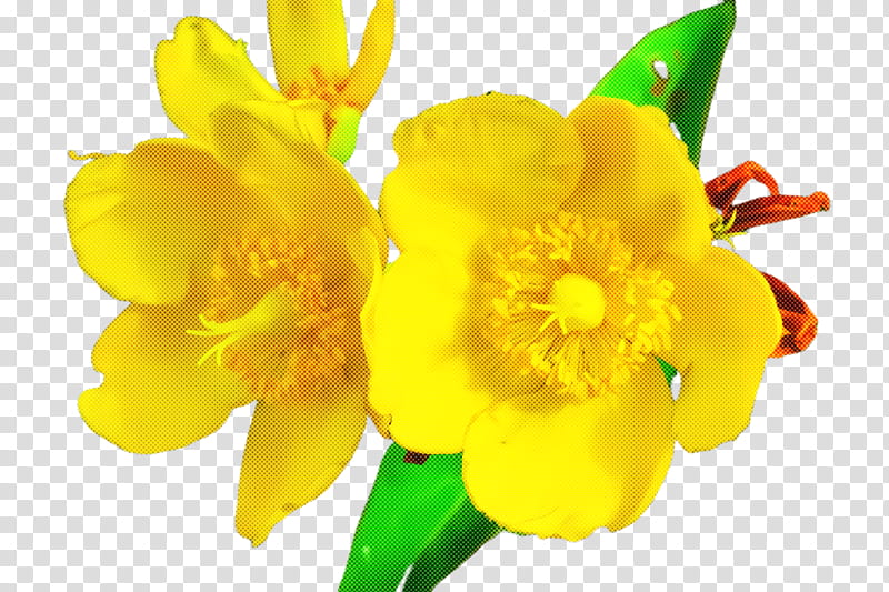 flower yellow petal plant narcissus, Hypericum, Amaryllis Family, Herbaceous Plant, Freesia transparent background PNG clipart