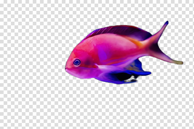 fish fish pink violet aquarium decor, Watercolor, Paint, Wet Ink, Magenta, Fin, Parrotfish, Deep Sea Fish transparent background PNG clipart