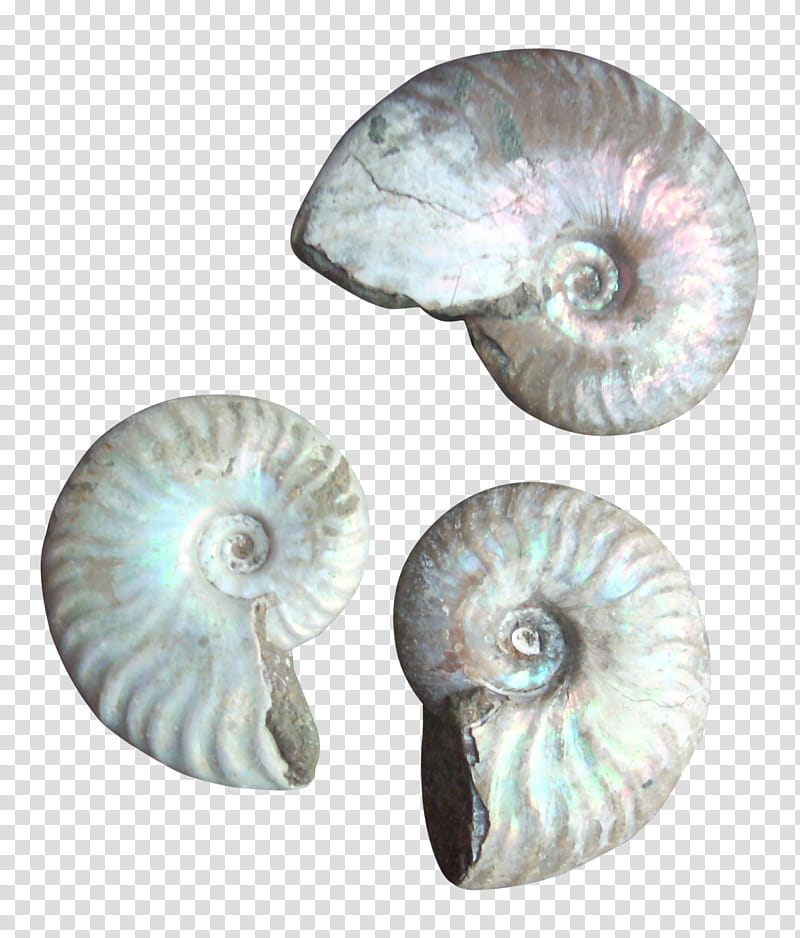 Nautiluses Ammonoidea, Seashell, Conchology, Chambered Nautilus transparent background PNG clipart
