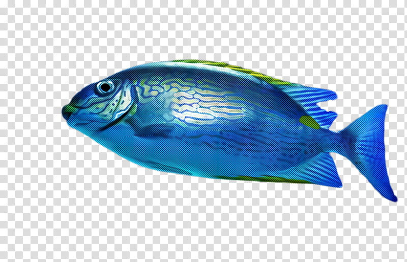 fish fish blue pomacentridae turquoise, Parrotfish, Electric Blue, Bonyfish, Pomacanthidae transparent background PNG clipart