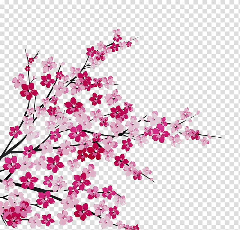 Cherry Blossom Tree, Stau150 Minvuncnr Ad, Cherries, Floral Design, Pink M, Design M Group, Plants, Flower transparent background PNG clipart