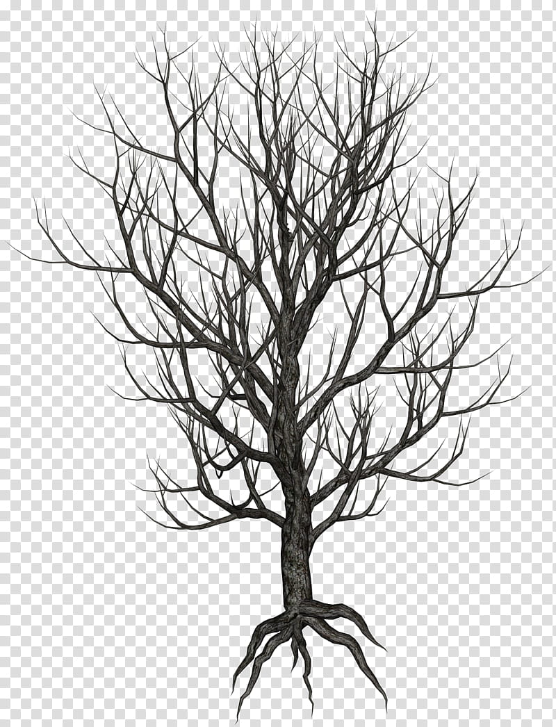 Winter Trees, bare tree transparent background PNG clipart