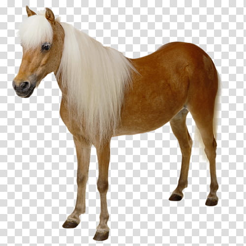 Horse, Pony, Mule, Internet Meme, Practical Joke, Pet, Mare, Mane transparent background PNG clipart