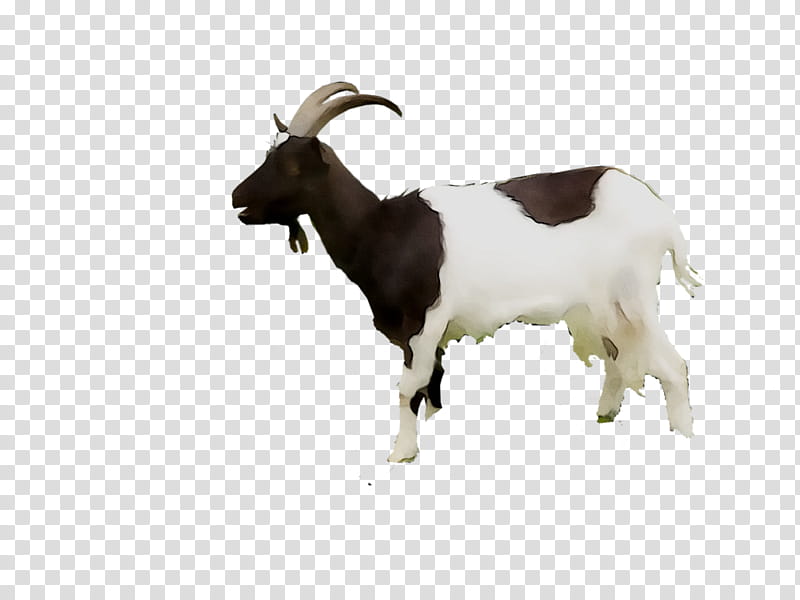 Animal, Goat, Taurine Cattle, Feral Goat, Web Search Engine, Domestic Animal, Language, English Language transparent background PNG clipart