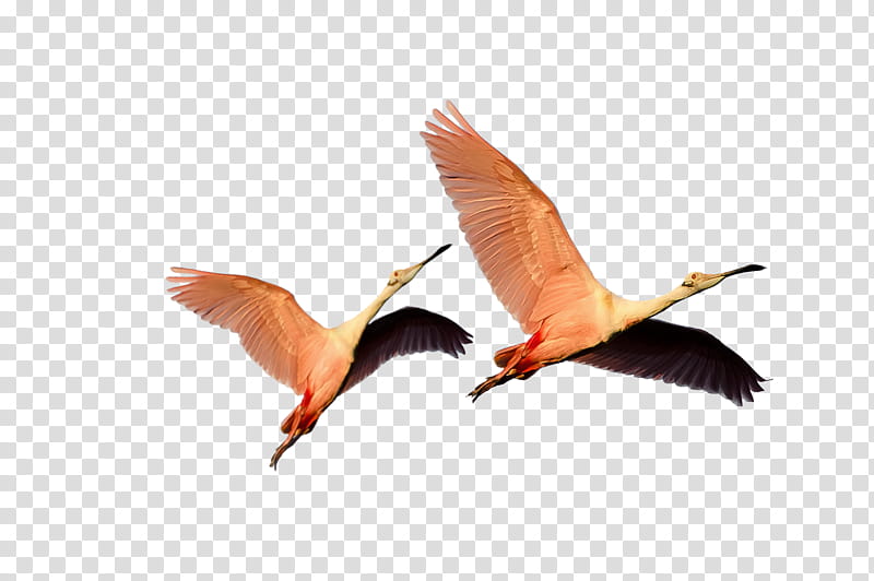 , two white crane birds transparent background PNG clipart