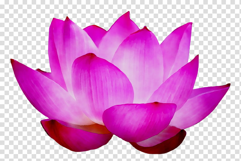 Pink Flower, Sacred Lotus, Purple, Petal, Lotus Family, Aquatic Plant, Violet, Magenta transparent background PNG clipart
