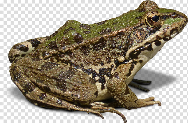 Frog, Batrachia, Goliath Frog, True Frog, Amphibians, American Bullfrog, Lithobates Clamitans, Toad transparent background PNG clipart