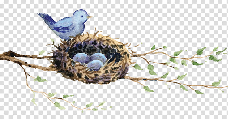 Robin Bird, Bird Nest, Bird Houses, Drawing, Owl, Bird Day, Edible Birds Nest, Beak transparent background PNG clipart