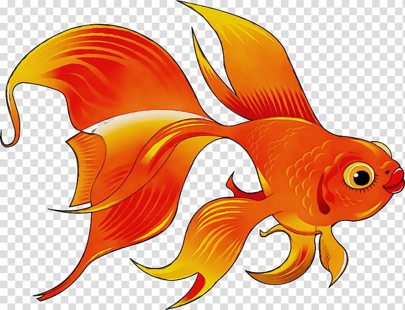 Orange, Watercolor, Paint, Wet Ink, Fish, Goldfish, Fin, Tail transparent background PNG clipart