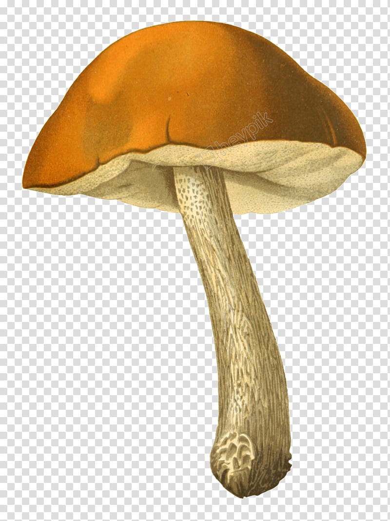 Web Design, Edible Mushroom, Fungus, Drawing, Agaricaceae, Cartoon, Common Mushroom, Cantharellus Cibarius transparent background PNG clipart