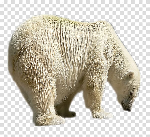 Polar Bear, Brown Bear, Painting, Animal, History, Radio Broadcasting, White, Snout transparent background PNG clipart