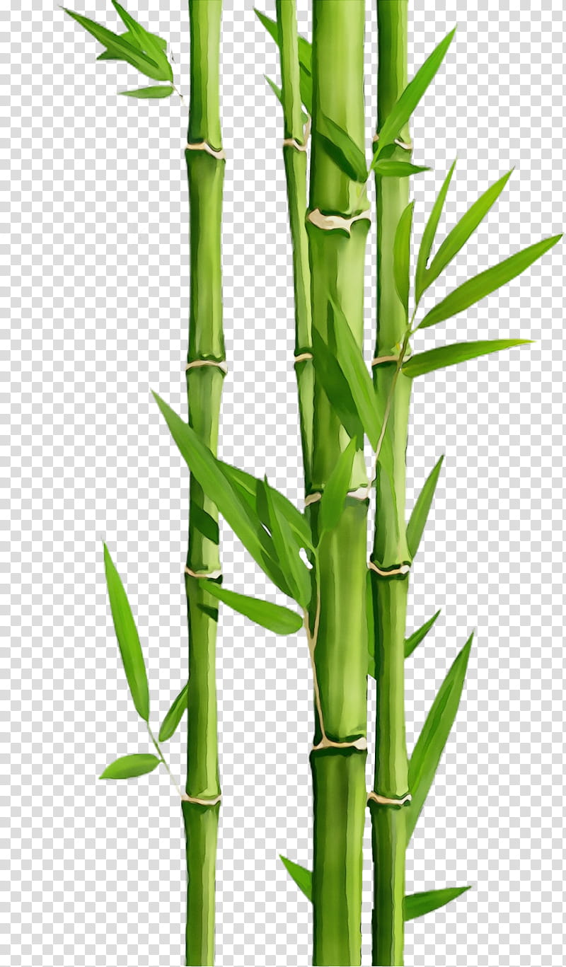 Watercolor Flower, Paint, Wet Ink, Bamboo, Plant, Plant Stem, Vegetable, Flowering Plant transparent background PNG clipart