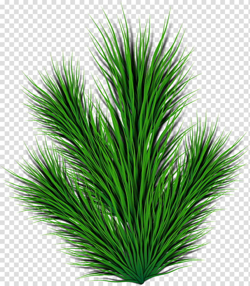 Pine Tree Silhouette, Branch, Conifer Cone, Pine Family, Green, Grass, White Pine, Leaf transparent background PNG clipart