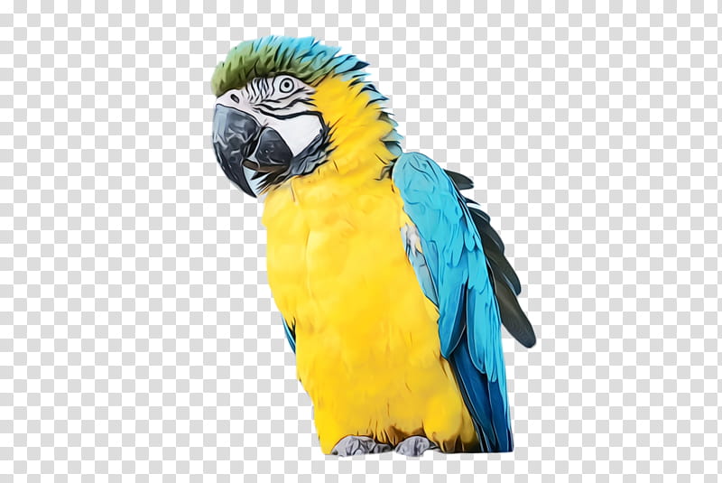 Colorful, Parrot, Bird, Exotic Bird, Tropical Bird, Macaw, Parakeet, Feather transparent background PNG clipart