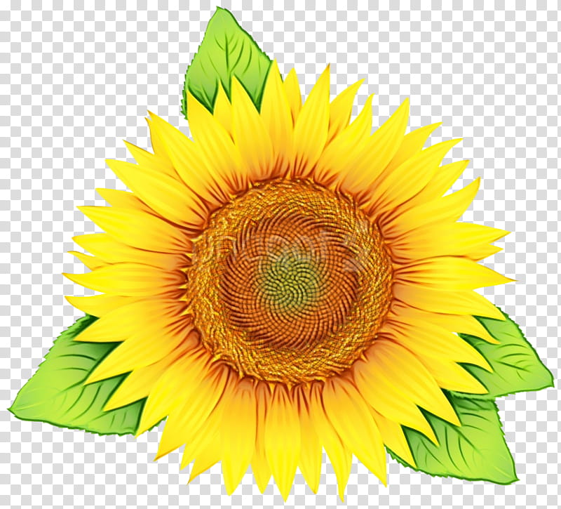 Drawing Of Family, Watercolor, Paint, Wet Ink, Common Sunflower, Silhouette, Sunflowers, Yellow transparent background PNG clipart