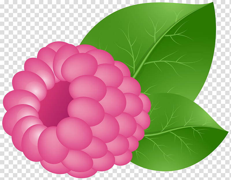 Pink Flower, Raspberry, Blue Raspberry Flavor, Berries, Boysenberry, Leaf, Plant, Fruit transparent background PNG clipart