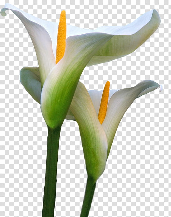 Lily Flower, Arumlily, Floral Design, Bog Arum, Plant Stem, Calla Lily, Bud, Alismatales transparent background PNG clipart