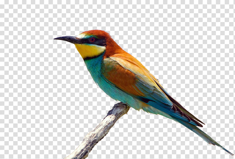 Rainbow, Bird, European Beeeater, Rainbow Beeeater, White Stork, Whitefronted Beeeater, Near Passerine, Typical Beeeaters transparent background PNG clipart