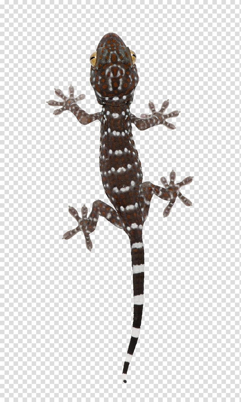 Reptiles , brown and white leopard gecko transparent background PNG clipart
