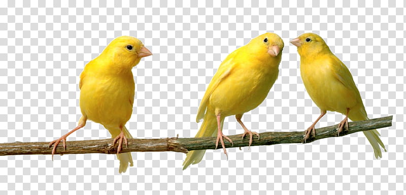 Canaries, three yellow birds in tree brunch illustration transparent background PNG clipart