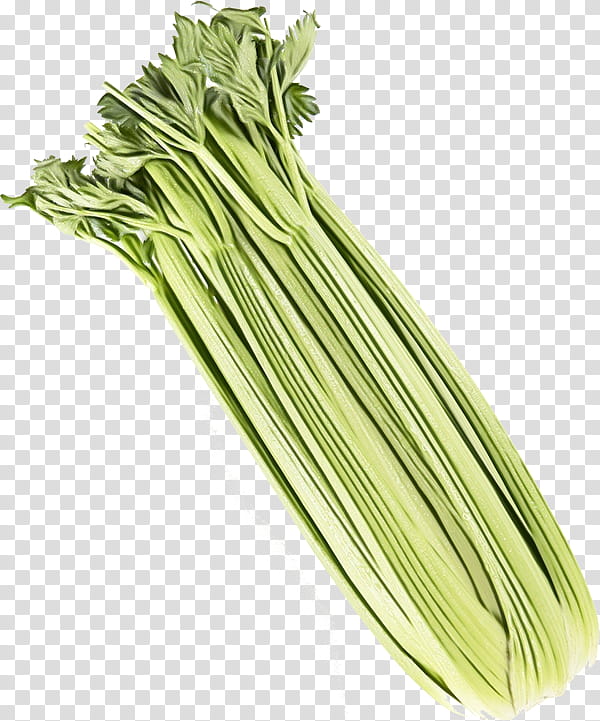 Onion, Welsh Onion, Leek, Scallion, Choy Sum, Celery, Fennel, Komatsuna transparent background PNG clipart