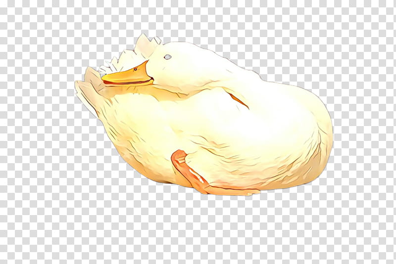 duck water bird swan bird ducks, geese and swans, Ducks Geese And Swans, Live, Goose, Rubber Ducky transparent background PNG clipart