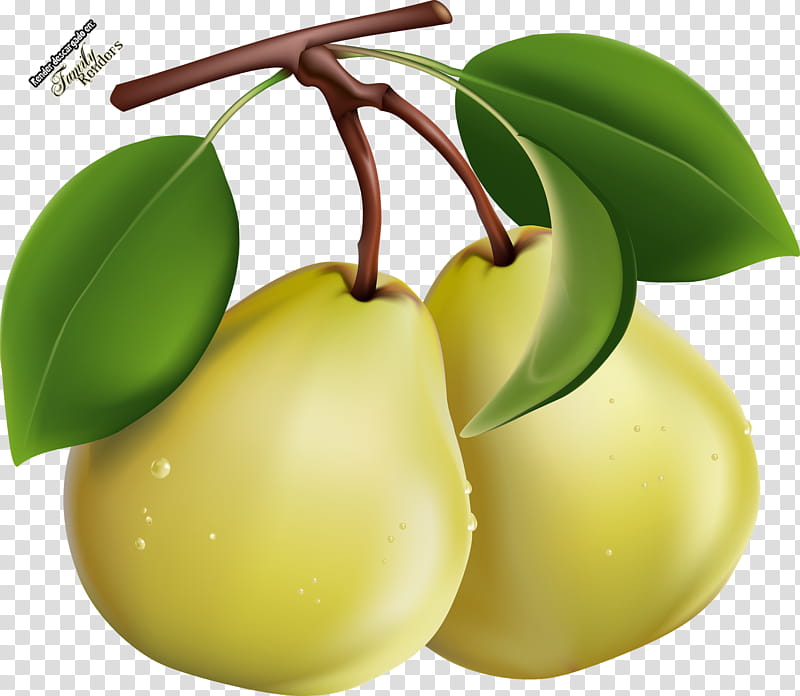 Woody, Pear, Fruit, Pear Tomato, Diagram, Fruit Tree, Plant, Woody Plant transparent background PNG clipart