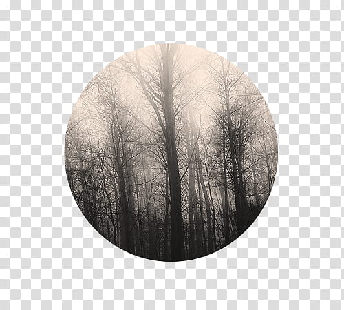 texture , grayscale of trees transparent background PNG clipart