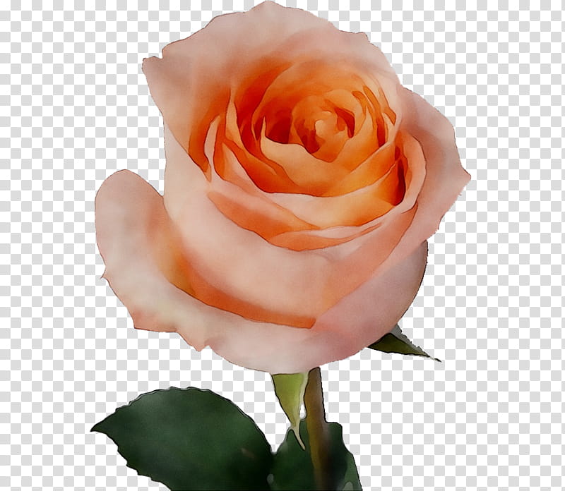 Pink Flowers, Garden Roses, Cabbage Rose, Floribunda, Petal, Cut Flowers, Julia Child Rose, Hybrid Tea Rose transparent background PNG clipart