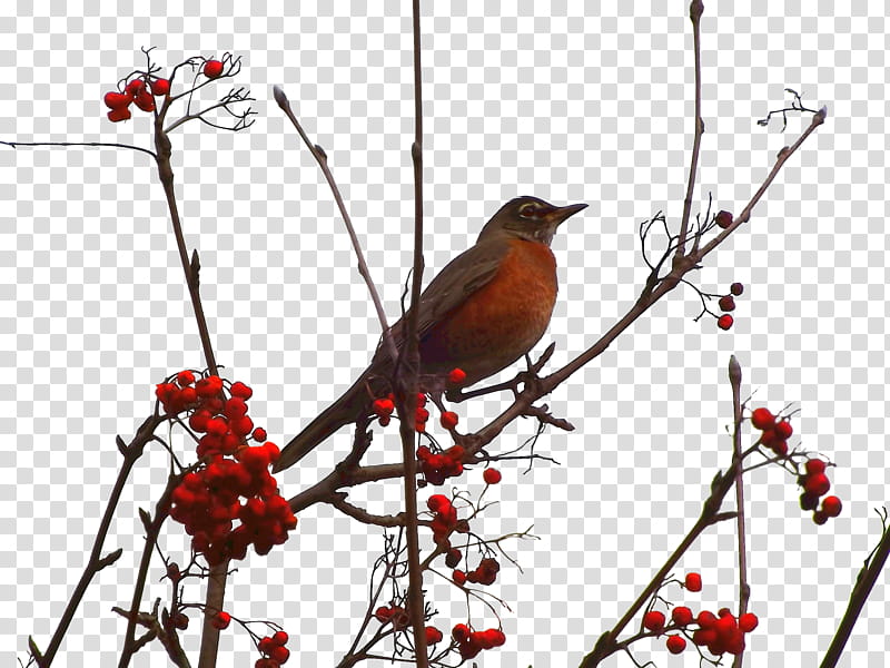 brown small-beaked bird on tree transparent background PNG clipart