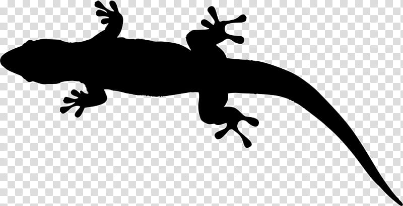 Gecko Lizard, Amphibians, Silhouette, Reptile, True Salamanders And Newts, Scaled Reptile, Tail, Wall Lizard transparent background PNG clipart