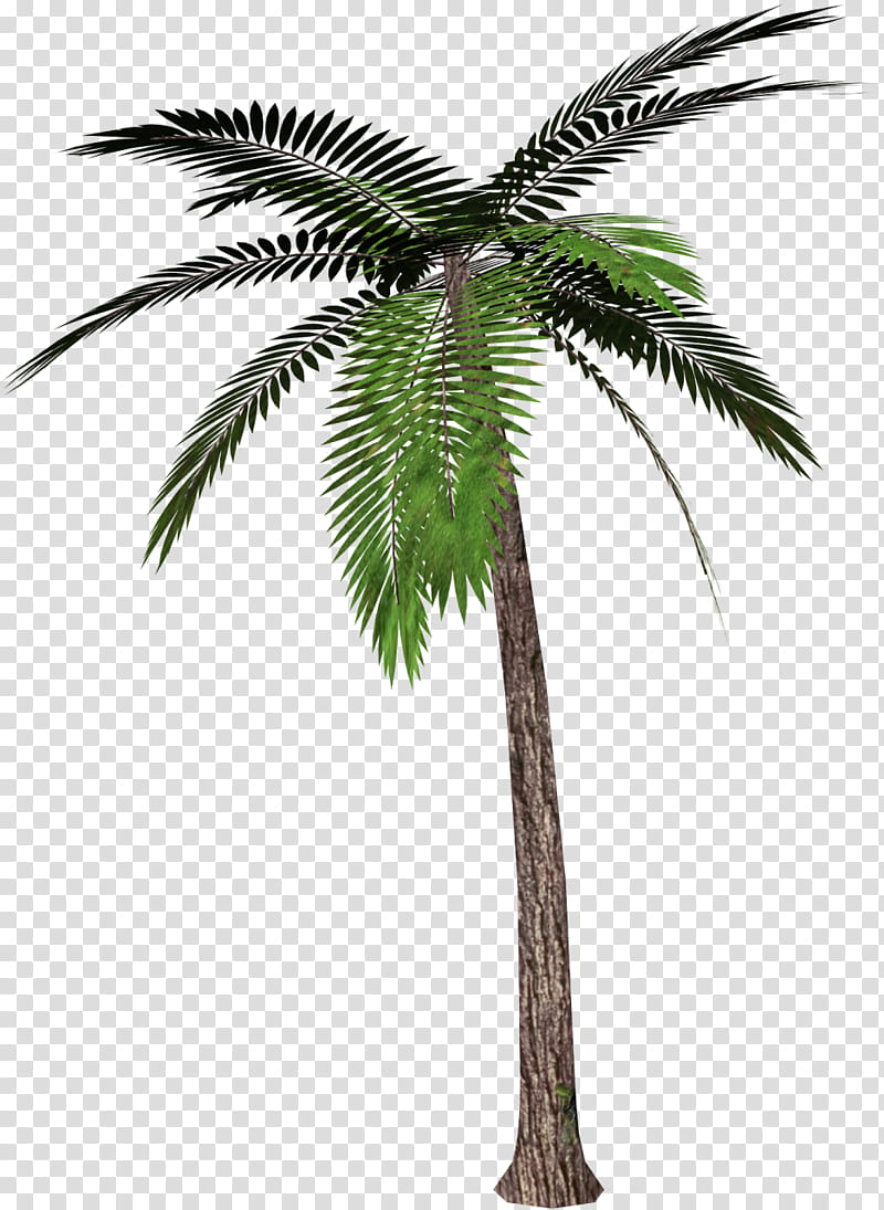 Tropical , palm tree art transparent background PNG clipart