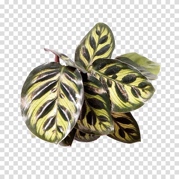 Cheese, Peacock Plant, Houseplant, Maranta, Plants, Calathea Roseopicta, Swiss Cheese Plant, Flowerbox transparent background PNG clipart
