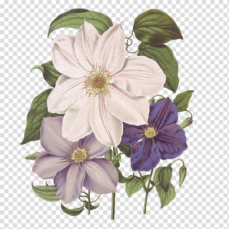 FLOWERS, white and purple clematis flowers art transparent background PNG clipart