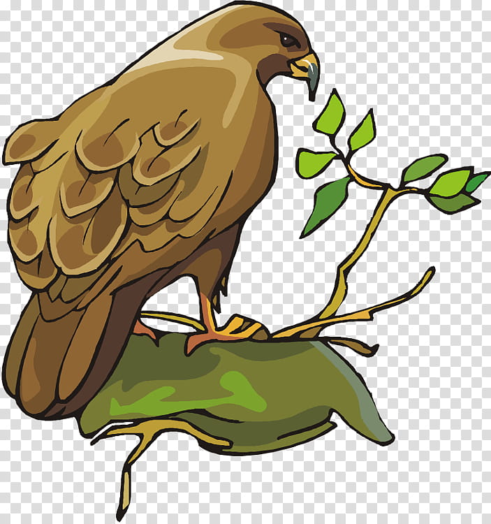Owl, Bird, Bald Eagle, Bird Of Prey, Beak, Falcon, Hawk, Prairie Falcon transparent background PNG clipart