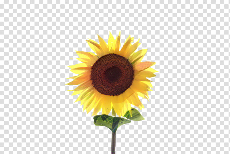 Flowers, Sunflower, Flora, Bloom, Transvaal Daisy, Cut Flowers, Yellow, Closeup transparent background PNG clipart