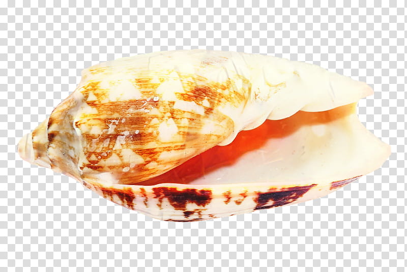 Snail, Seashell, Mussel, Conch, Cockle, Clam, Mollusc Shell, Bivalvia transparent background PNG clipart