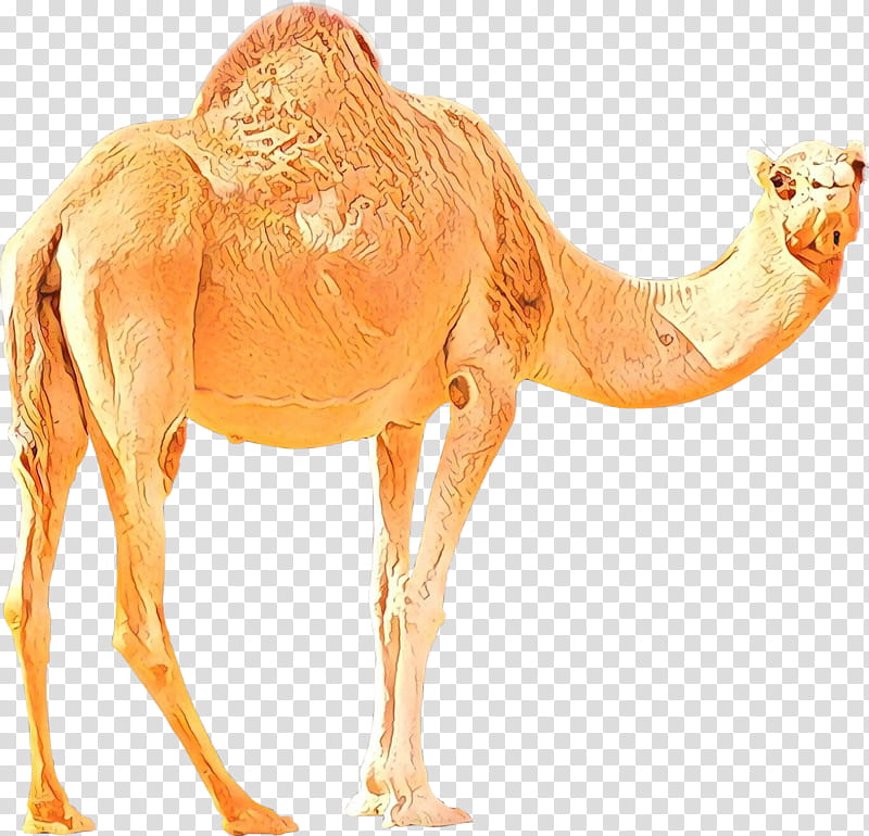 Bactrian Camel Camel, Dromedary, Camel Racing, Desert, Australian Feral Camel, Animal, Camel Browncamel, Camelid transparent background PNG clipart