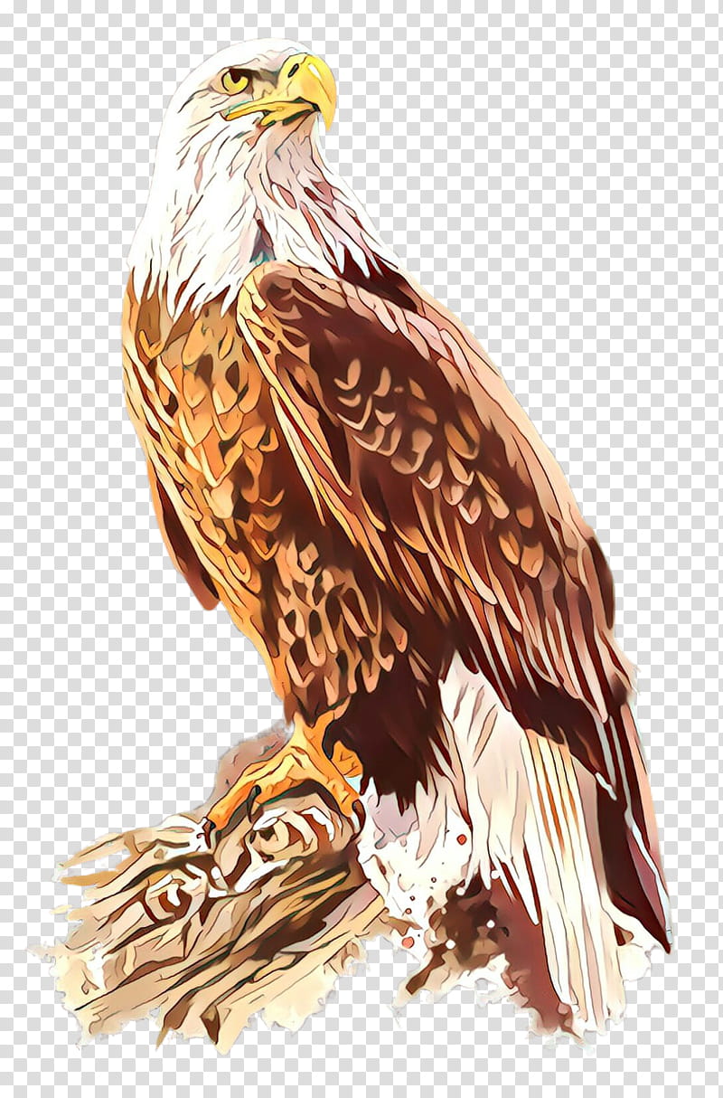 Feather, Bird, Bird Of Prey, Eagle, Accipitridae, Bald Eagle, Golden Eagle, Beak transparent background PNG clipart