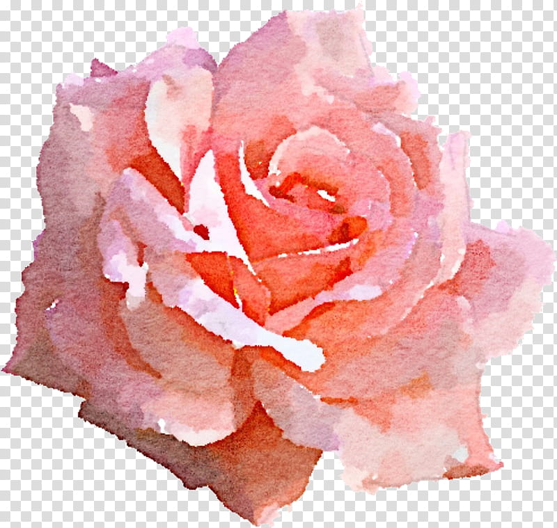 Garden roses, Pink, Petal, Flower, Hybrid Tea Rose, Rose Family, Plant, Floribunda transparent background PNG clipart